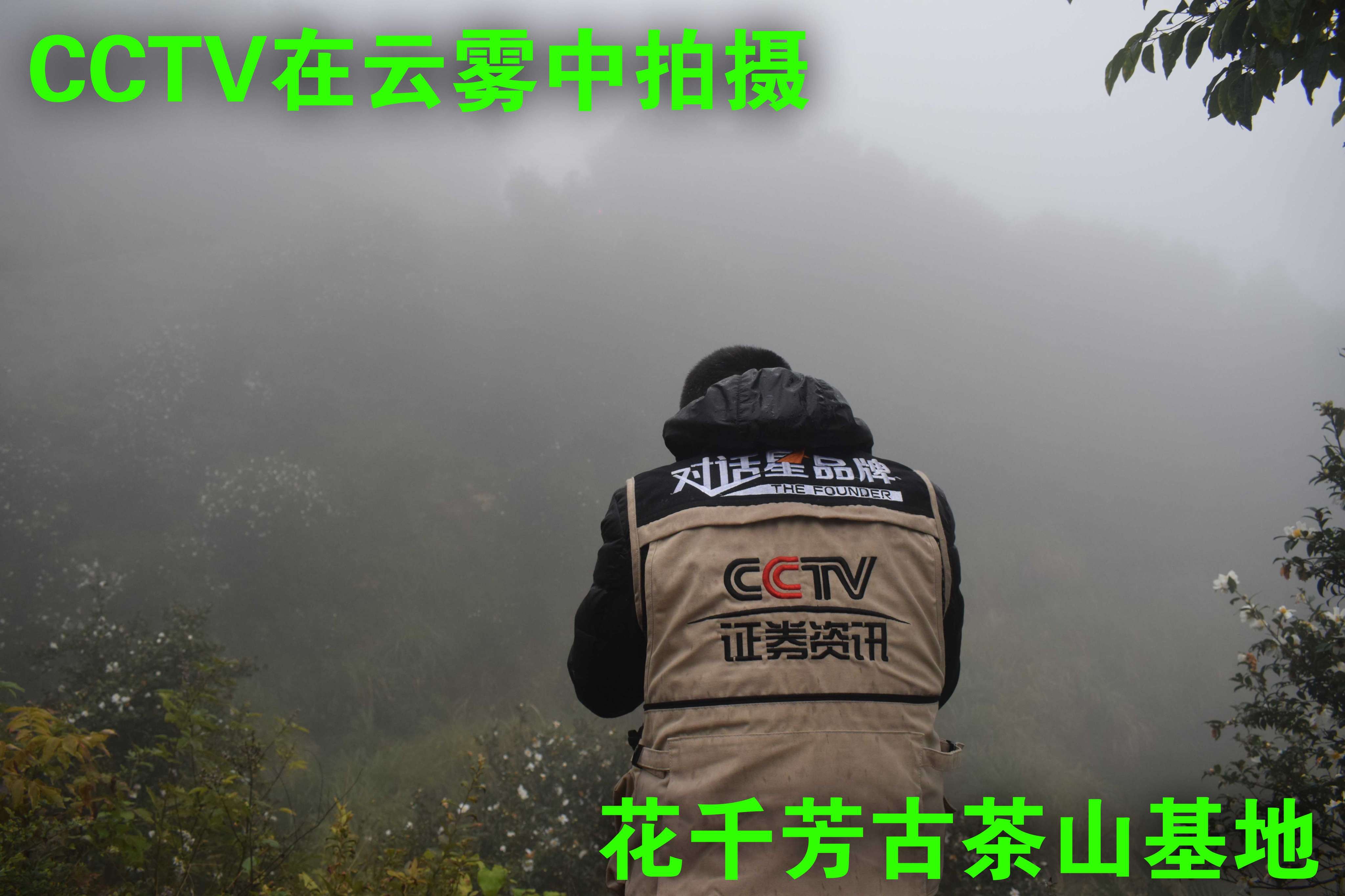 CCTV古茶林中拍攝2.JPG